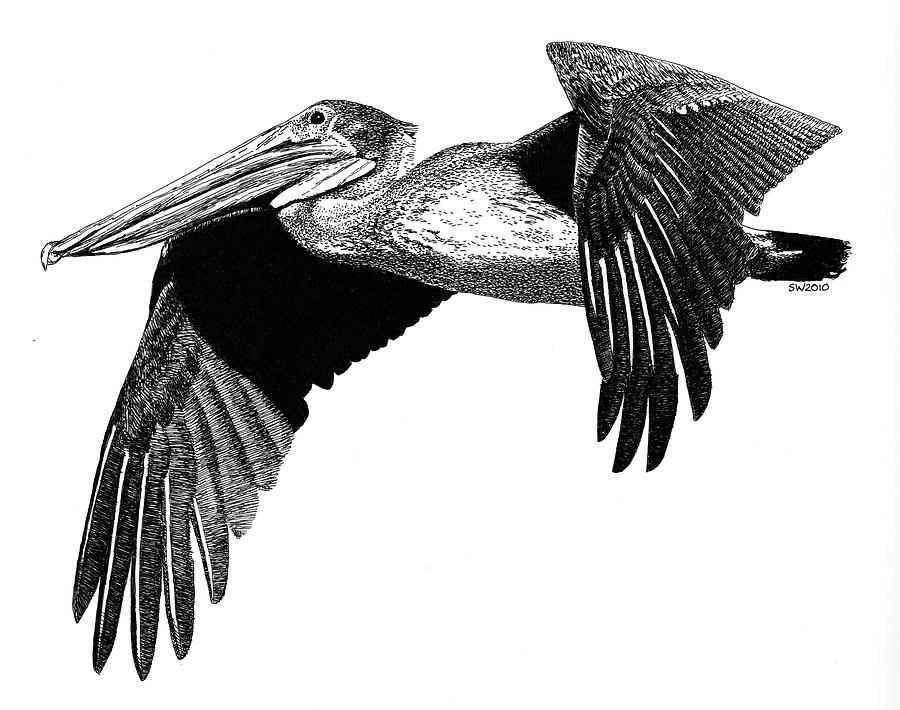 900x710 pelican drawing - Pelican Drawing