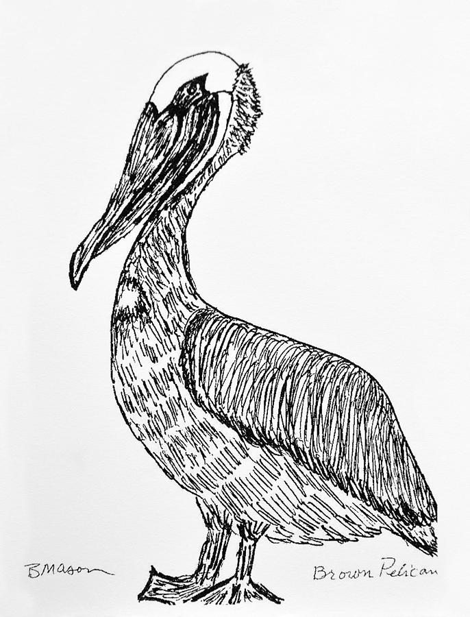 686x900 brown pelican drawing - Pelican Drawing