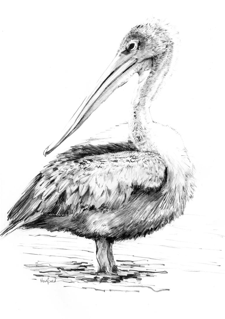 Pelican Drawing at Explore collection of Pelican