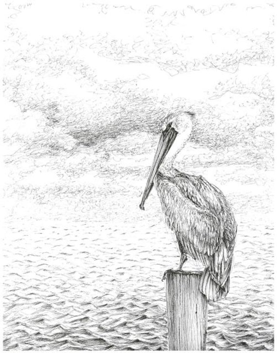 570x727 pelican drawing black and white seascape art print pen and etsy - Pelican Drawing