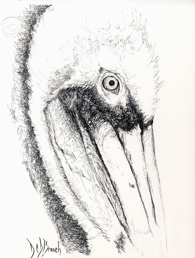 679x900 pen and ink pelican drawing - Pelican Drawing