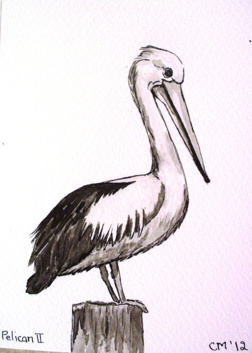 804x1125 pelicans in pelican tattoo - Pelican Drawing