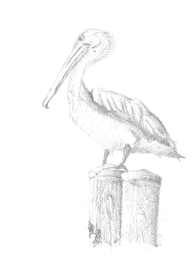 675x900 gulf shore pelican drawing - Pelican Drawing