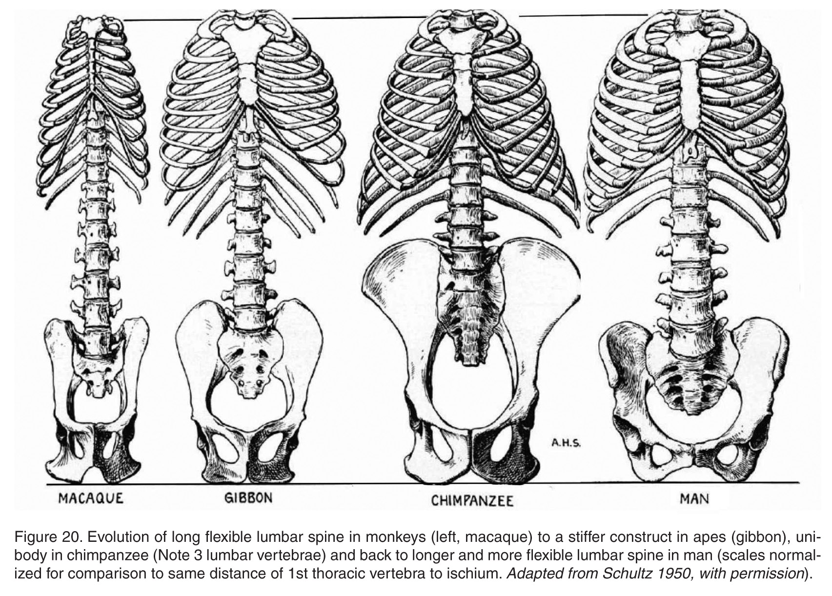 1705x1222 dynamic drawing archive evolution of the hip and pelvis - Pelvis Drawing