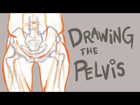480x360 helpful tips for drawing the pelvis - Pelvis Drawing