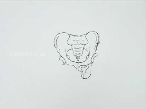 480x360 how to draw a pelvis - Pelvis Drawing