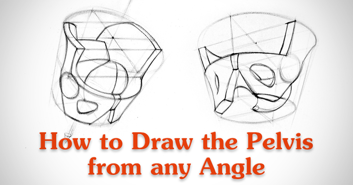 1200x630 how to draw the pelvis from any angle proko - Pelvis Drawing