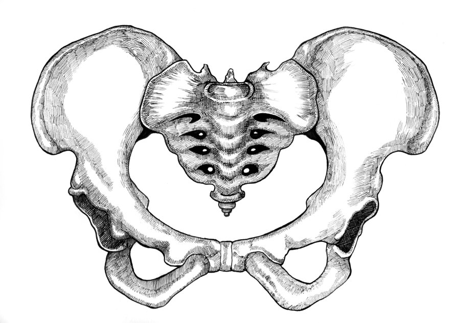 Pelvis Drawing at PaintingValley.com | Explore collection of Pelvis Drawing