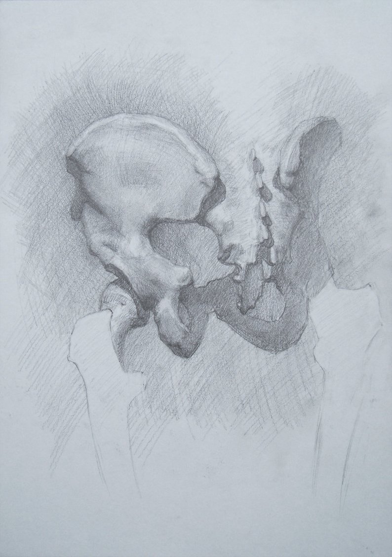 794x1129 original pelvis study pencil drawing original etsy - Pelvis Drawing