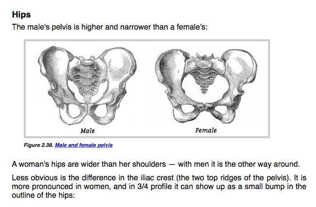 652x427 pelvis drawing reference for artists helps with understanding how - Pelvis Drawing