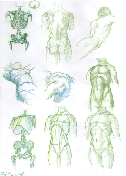 440x615 sheet of figure drawings after those of john h vanderpoel - Pelvis Drawing