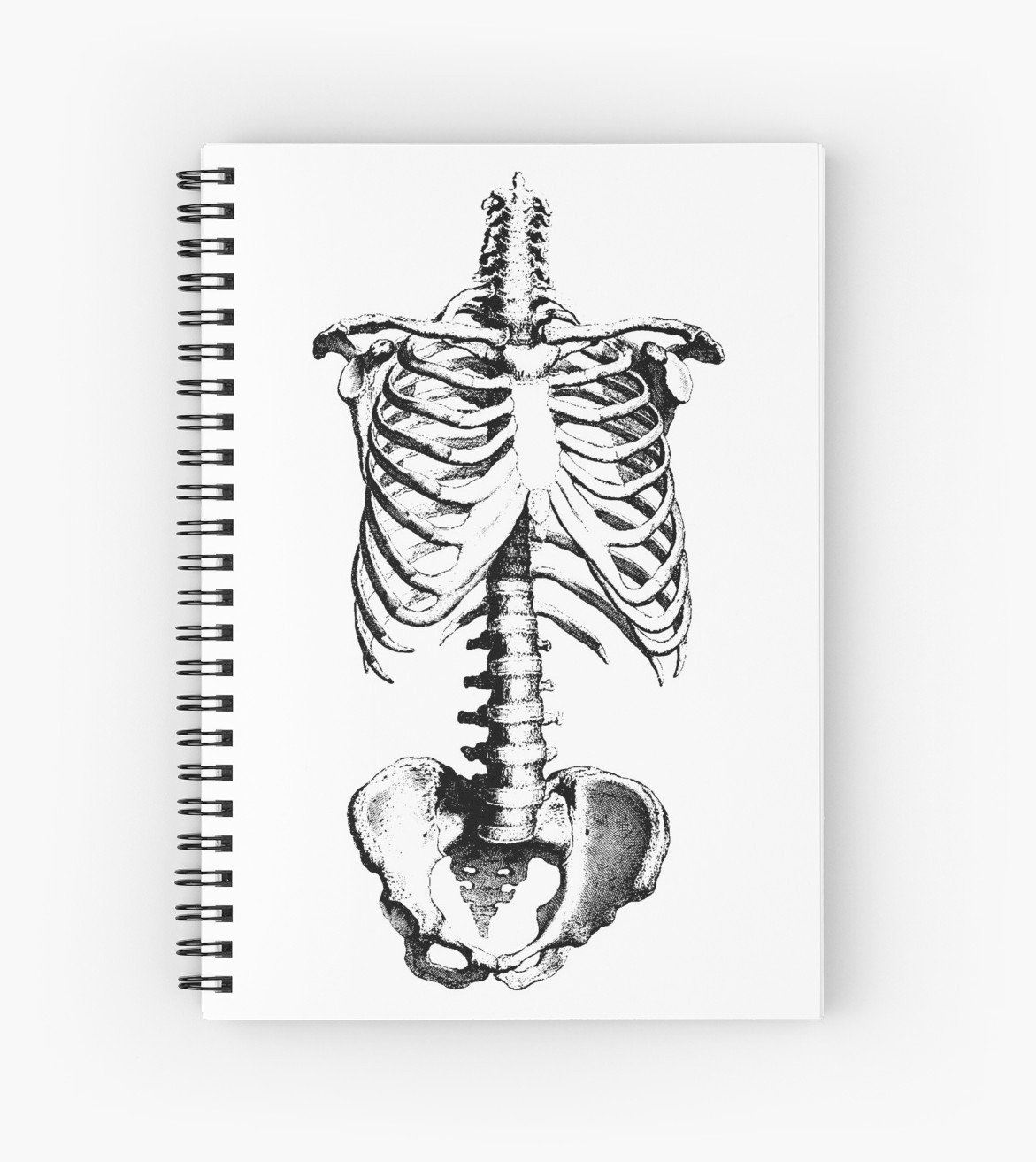 1171x1313 sleleton drawing of ribs, torso and pelvis spiral notebooks - Pelvis Drawing
