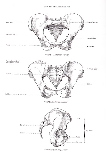 445x640 the pelvis tutorial - Pelvis Drawing