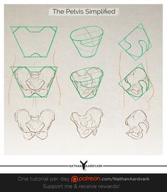 236x272 tutorial - Pelvis Drawing