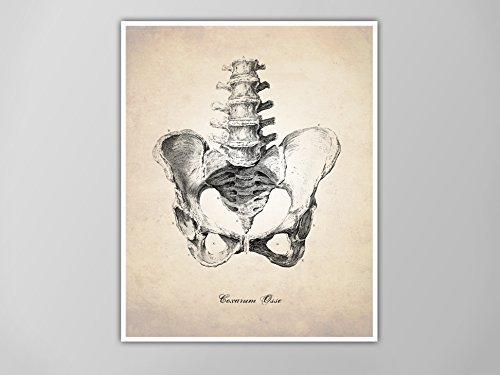 500x375 human pelvic bone human anatomy art print, human - Pelvis Drawing