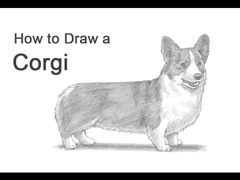 480x360 How To Draw A Dog - Pembroke Welsh Corgi Drawing