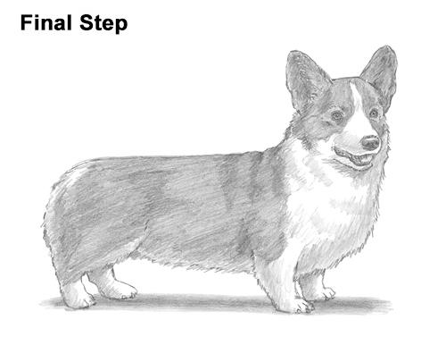 500x386 how to draw a welsh corgi dog - Pembroke Welsh Corgi Drawing
