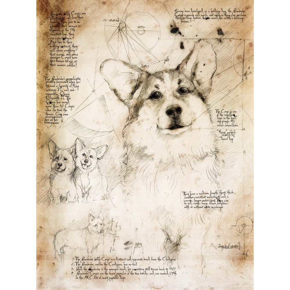 1000x1000 pembroke welsh corgi study a full size da vinci style drawing - Pembroke Welsh Corgi Drawing