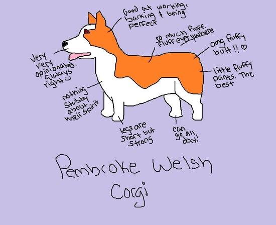 550x448 pembroke welsh corgi - Pembroke Welsh Corgi Drawing
