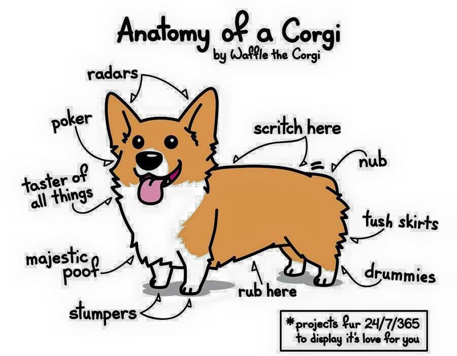 900x700 slightly different anatomy of a corgi drawing corgi corgi - Pembroke Welsh Corgi Drawing