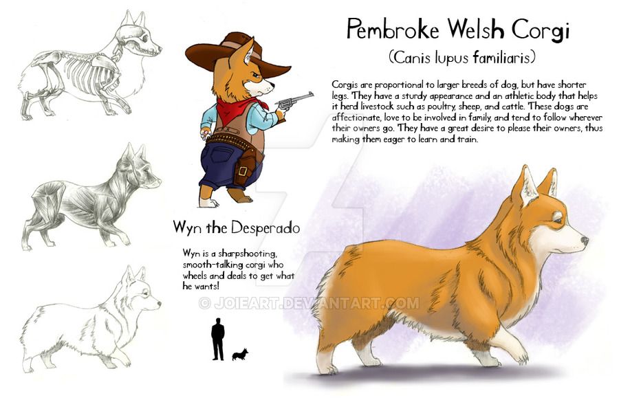 900x582 this is the pembroke welsh corgi it features orthographic - Pembroke Welsh Corgi Drawing