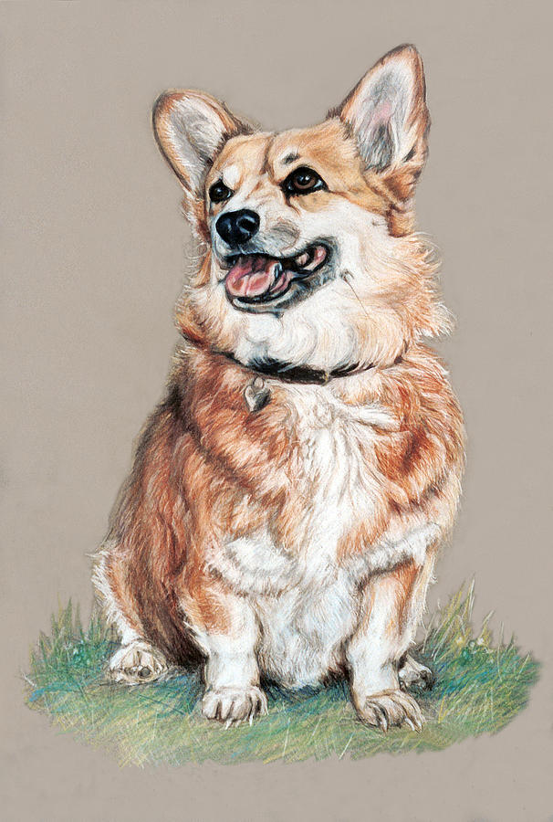 606x900 welsh corgi drawing - Pembroke Welsh Corgi Drawing