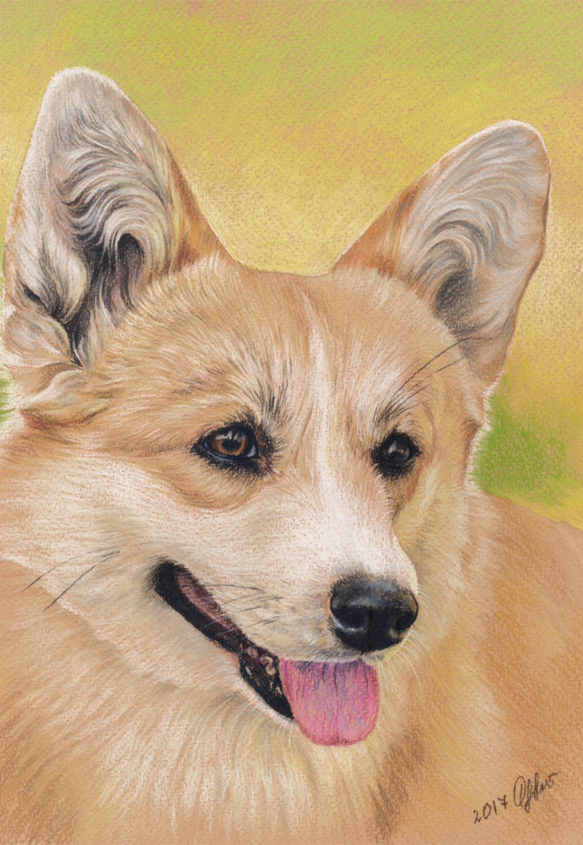 1920x2779 welsh corgi pembroke portrait pastel on paper x - Pembroke Welsh Corgi Drawing