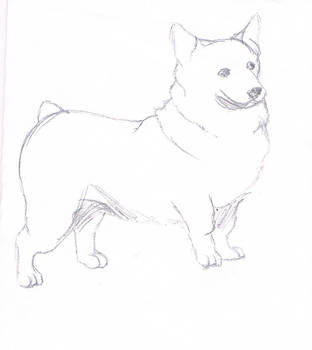 312x350 pembroke welsh corgi pencil drawing - Pembroke Welsh Corgi Drawing