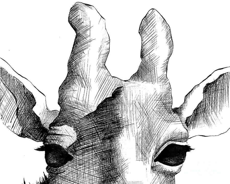900x720 Giraffe Pen And Ink Drawing Drawing - Pen And Ink Animal Drawings