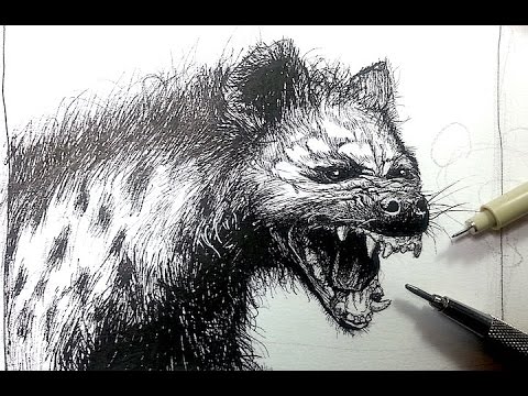 480x360 Pen Ink Drawing Tutorials Draw A Hyena - Pen And Ink Animal Drawings