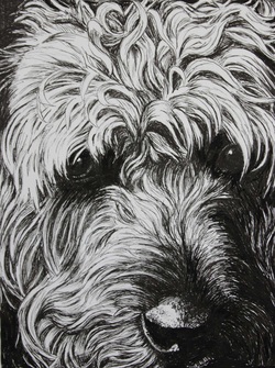 250x335 Pen And Ink Drawings Of Animals From Ej Lazenby - Pen And Ink Animal Drawings