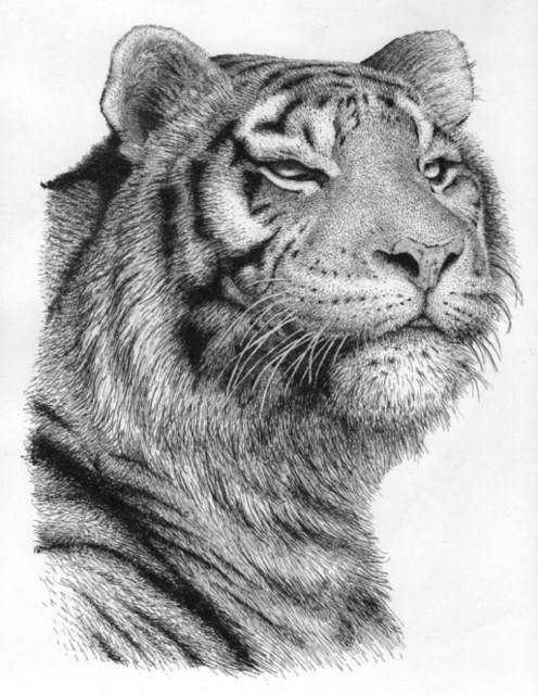 Pen And Ink Animal Drawings at PaintingValley.com | Explore collection ...