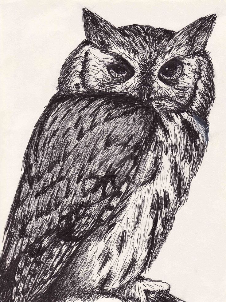 Pen And Ink Animal Drawings at Explore collection