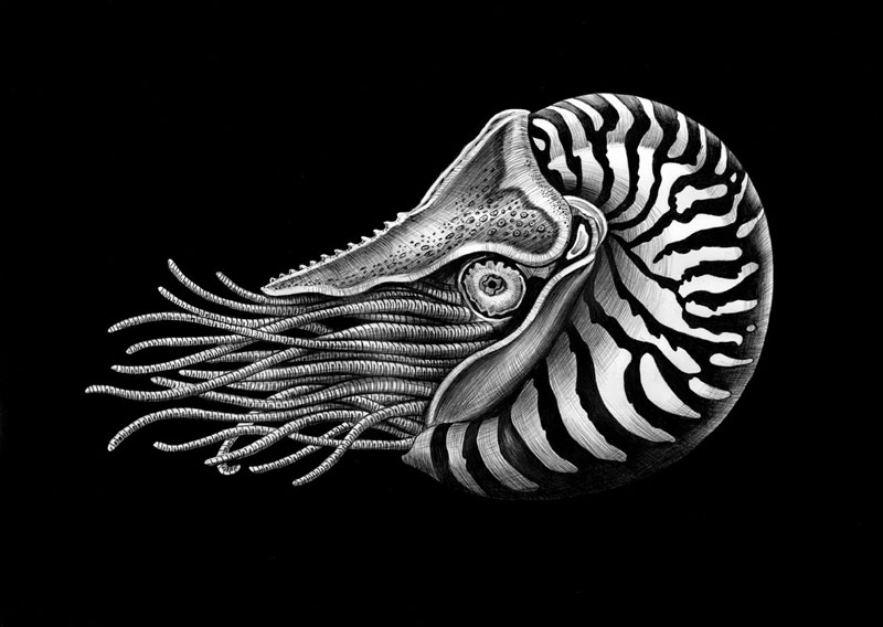 800x568 Detailed Animal Drawings Using Only Ink - Pen And Ink Animal Drawings