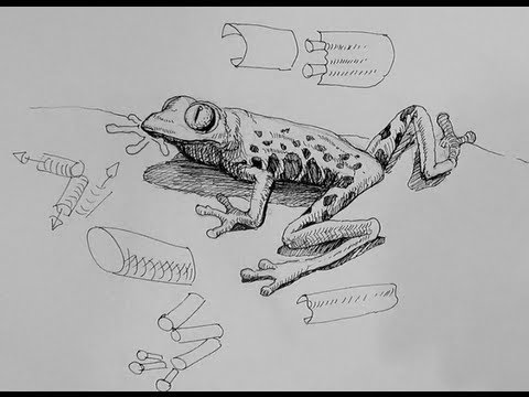 480x360 Pen Ink Drawing Tutorials How To Draw A Frog - Pen And Ink Drawing Tutorial