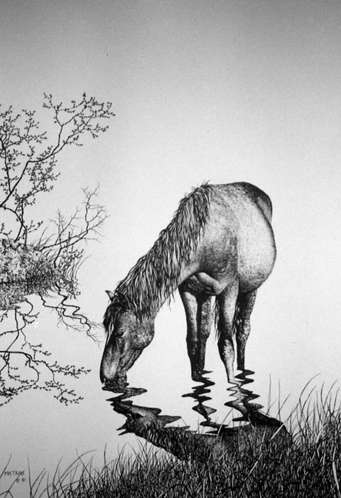 480x700 Horse Drinking Pen Ink Print - Pen And Ink Drawings