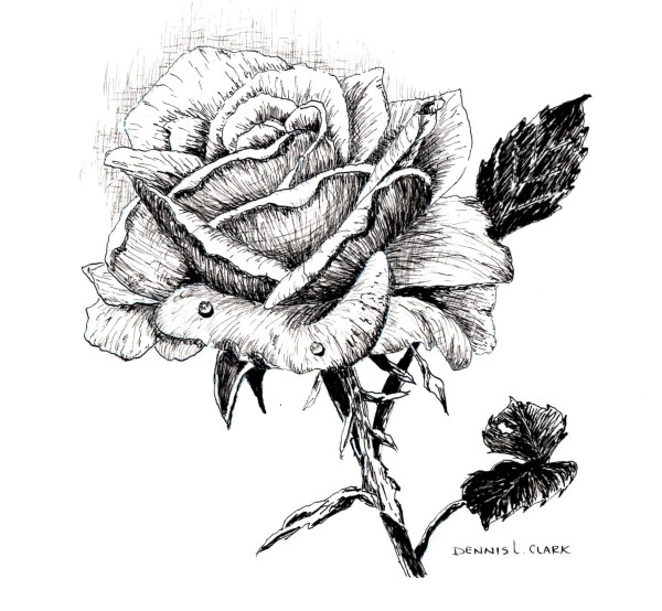 600x554 How To Draw A Rose In Pen And Ink - Pen And Ink Drawings