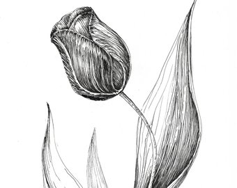 340x270 Tiger Lily Art Print Pen And Ink Flower Sketch Floral Decor Etsy - Pen And Ink Drawings