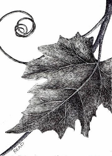 360x500 pen and ink drawings grape leaf approx x pen and ink - Pen And Ink Drawings