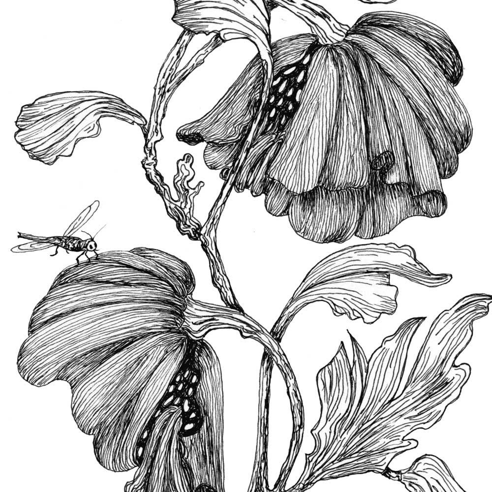 1000x1000 Images For Gt Pen And Ink Drawings Of Flowers Tattoos - Pen And Ink Flower Drawings