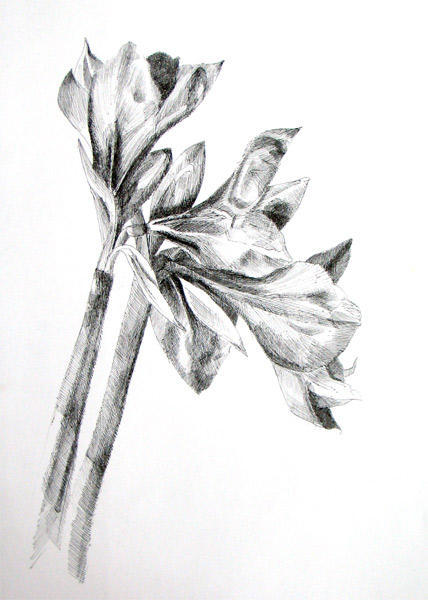 428x600 Pastels And Pencils - Pen And Ink Flower Drawings