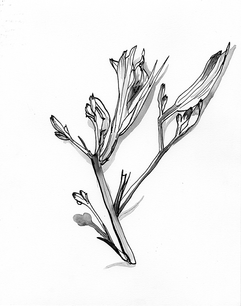 788x1000 Pen Ink Flowers On Behance - Pen And Ink Flower Drawings