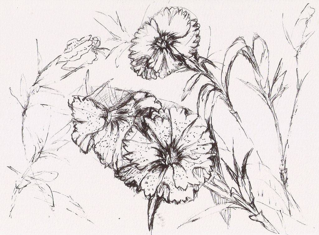 1024x756 pen and ink flowers love in nature pen and ink drawing woodburning - Pen And Ink Flower Drawings