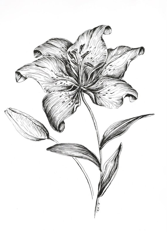 Pen And Ink Flower Drawings at PaintingValley.com | Explore collection ...