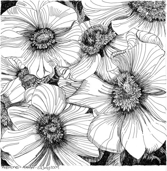700x716 Blackandwhite - Pen And Ink Flower Drawings