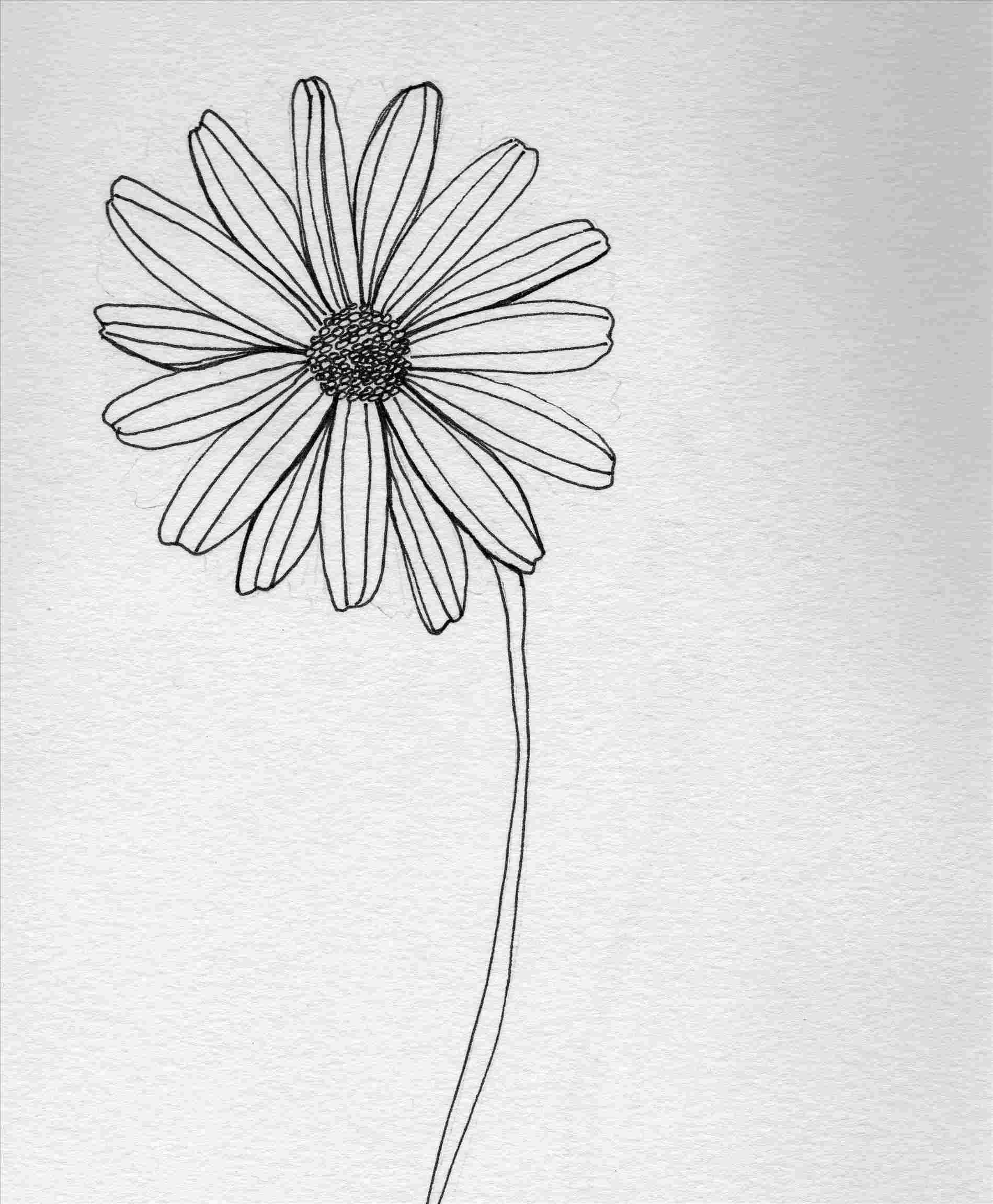Pen And Ink Flower Drawings at PaintingValley.com | Explore collection