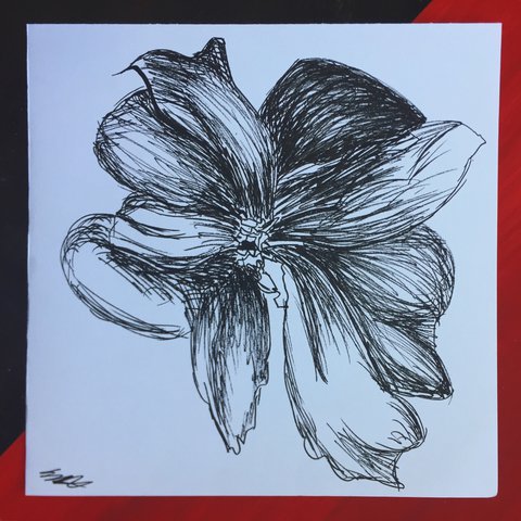 480x480 square flower drawing in pen and ink original - Pen And Ink Flower Drawings