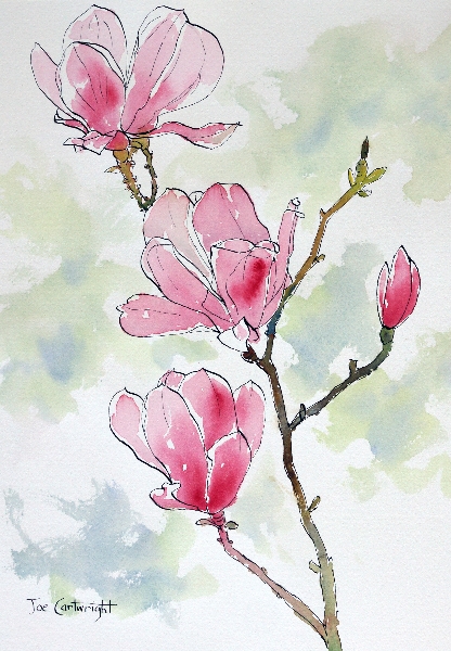 416x600 Drawing Pink Magnolia Flowers Pen And Ink Plus Watercolor Wash - Pen And Ink Flower Drawings