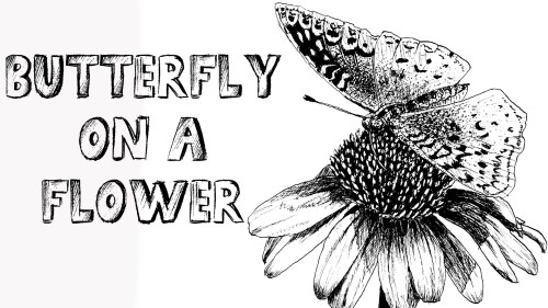 500x281 How To Draw A Butterfly On A Flower In Pen And Ink - Pen And Ink Flower Drawings