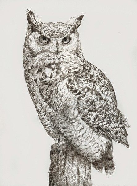 444x600 katrina ann, great horned owl, pen and ink art i love owl, owl - Pen And Ink Owl Drawing
